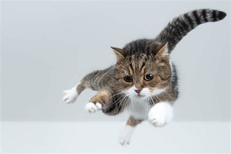 What is the Deadliest Martial Art? And Why Do Cats Always Land on Their Feet?